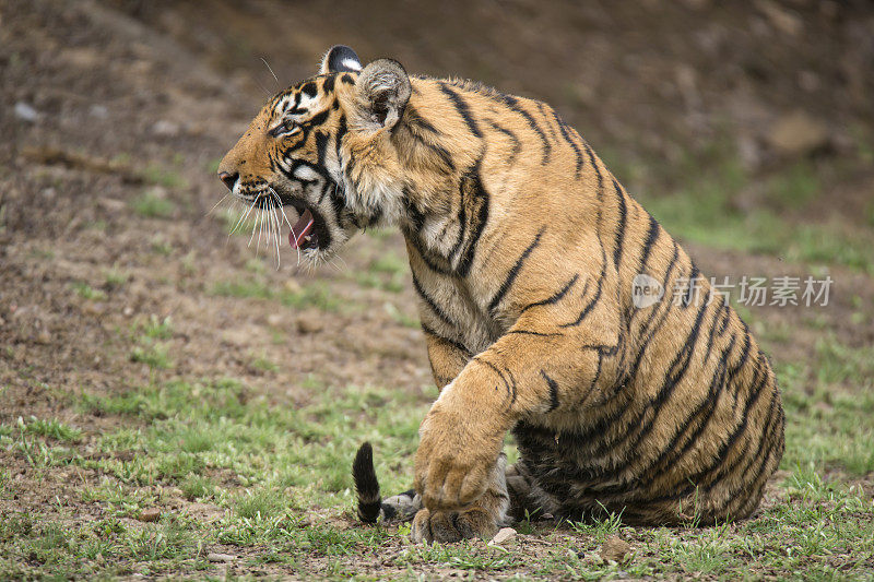 幼年孟加拉虎(Panthera tigris tigris)，野生动物拍摄